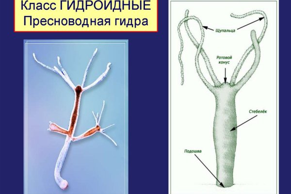 Что с кракеном сайт на сегодня